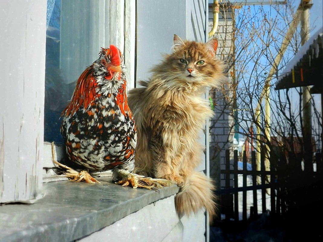 Сибирские коты в деревне