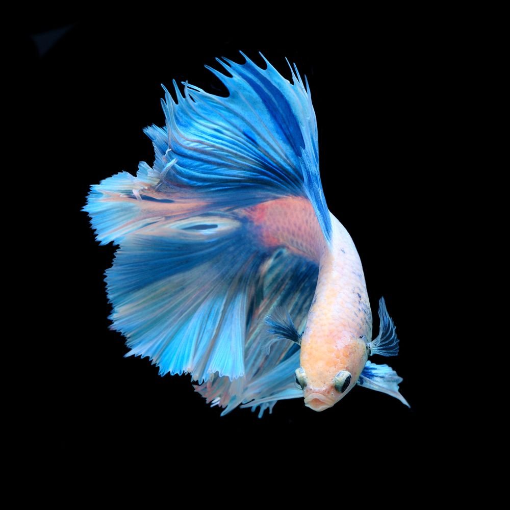 Бойцовская рыбка сиамский петушок