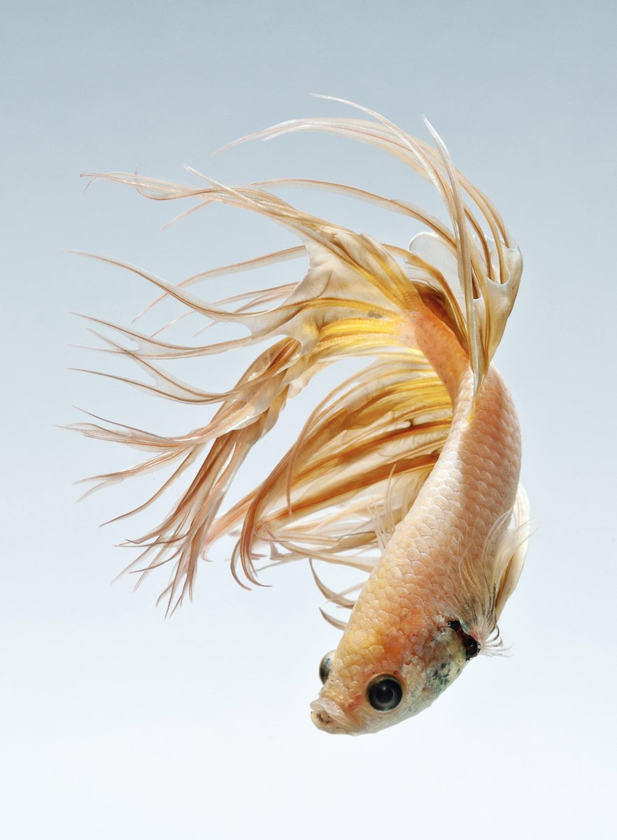 Петушок сиамский рыбка белый