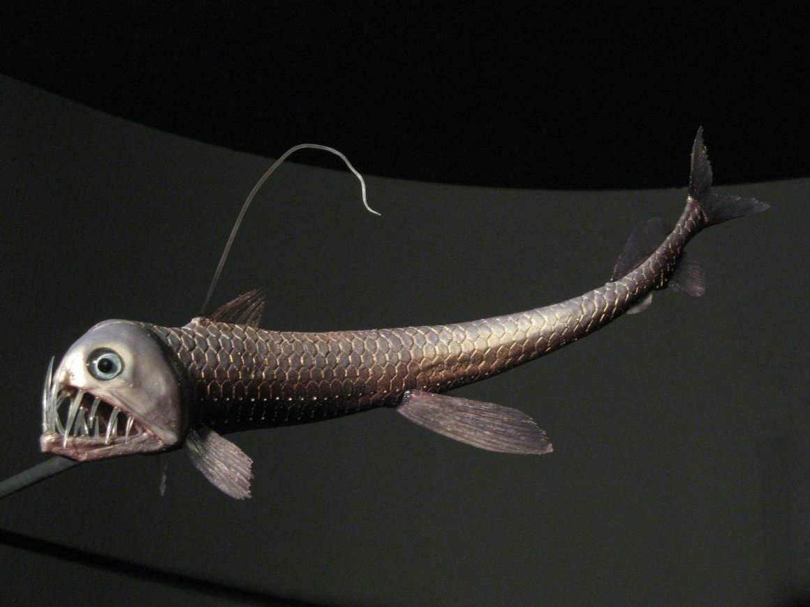 Хаулиод рыба