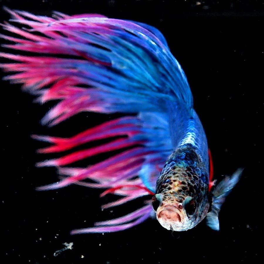 Бойцовые рыбы Бетта Спленденс