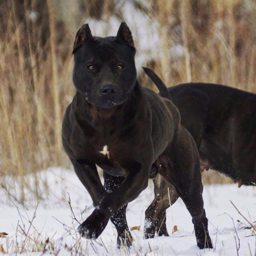 Американский питбультерьер черный