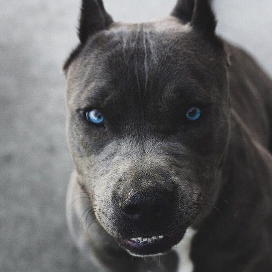 Американский стаффордширский терьер