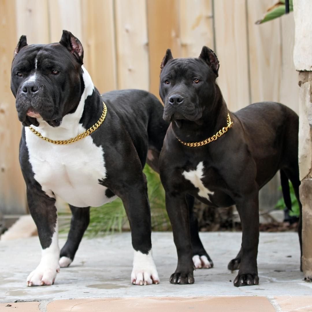 Питбуль девочка черно белая