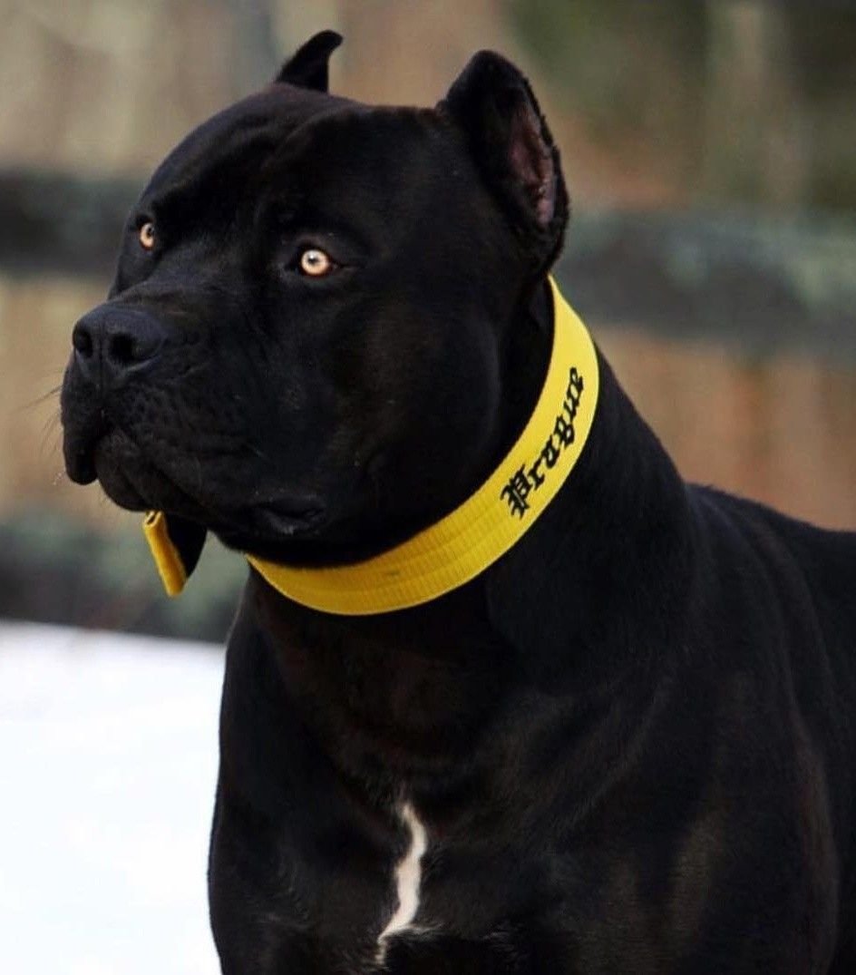 Стафф терьер Бойцовский чёрный