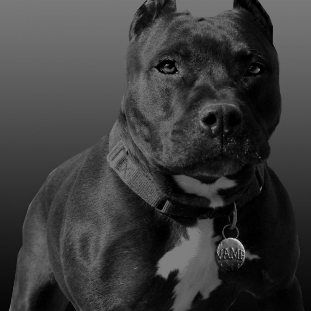 Американский стаффордширский терьер черный