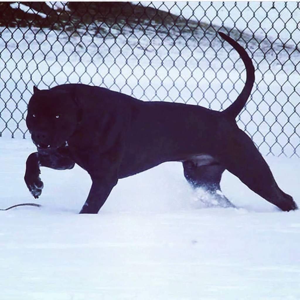 Стаффордширский терьер черный