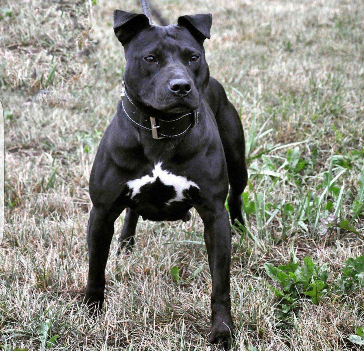 Кане Корсо и питбуль