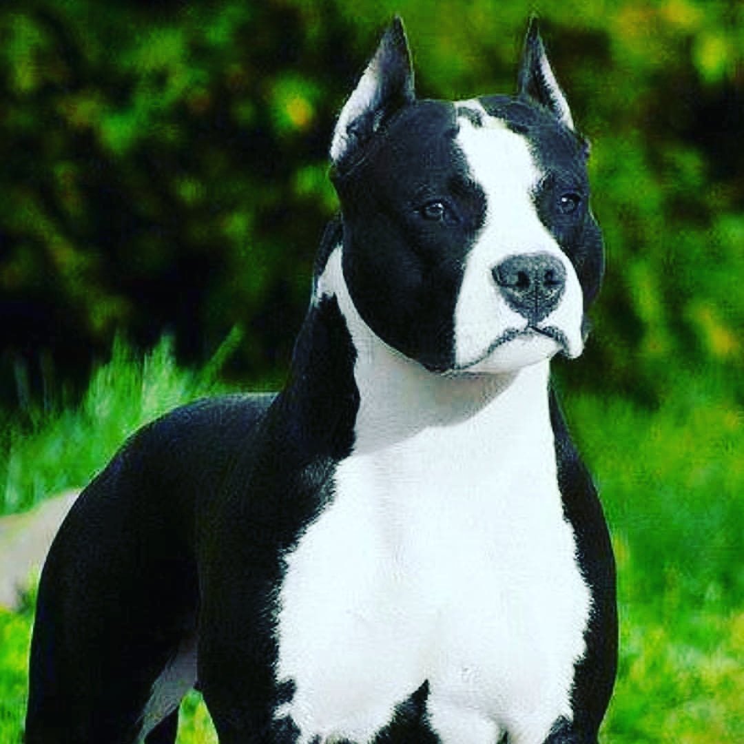 Французский стаффордширский терьер