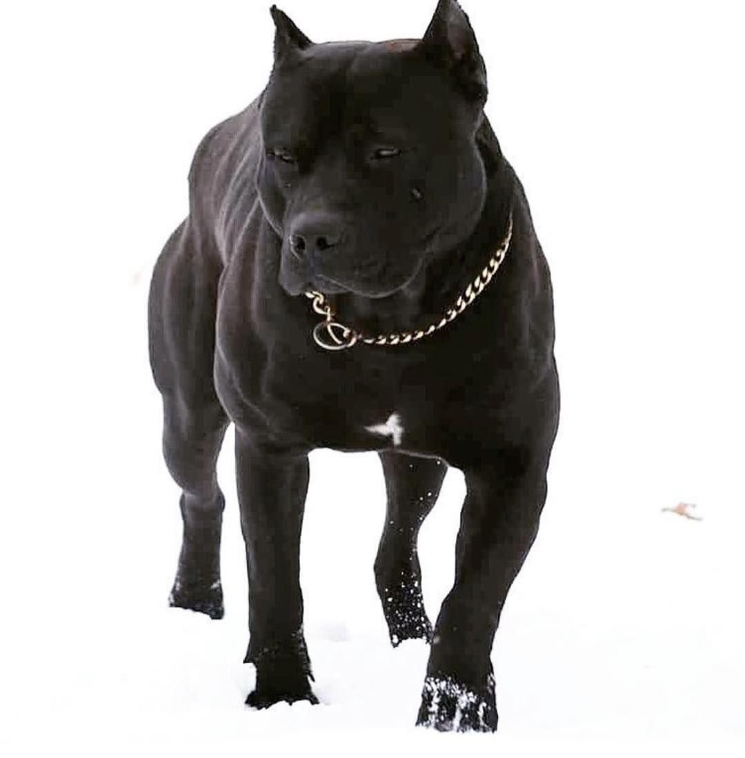 Американский стаффордширский терьер обои