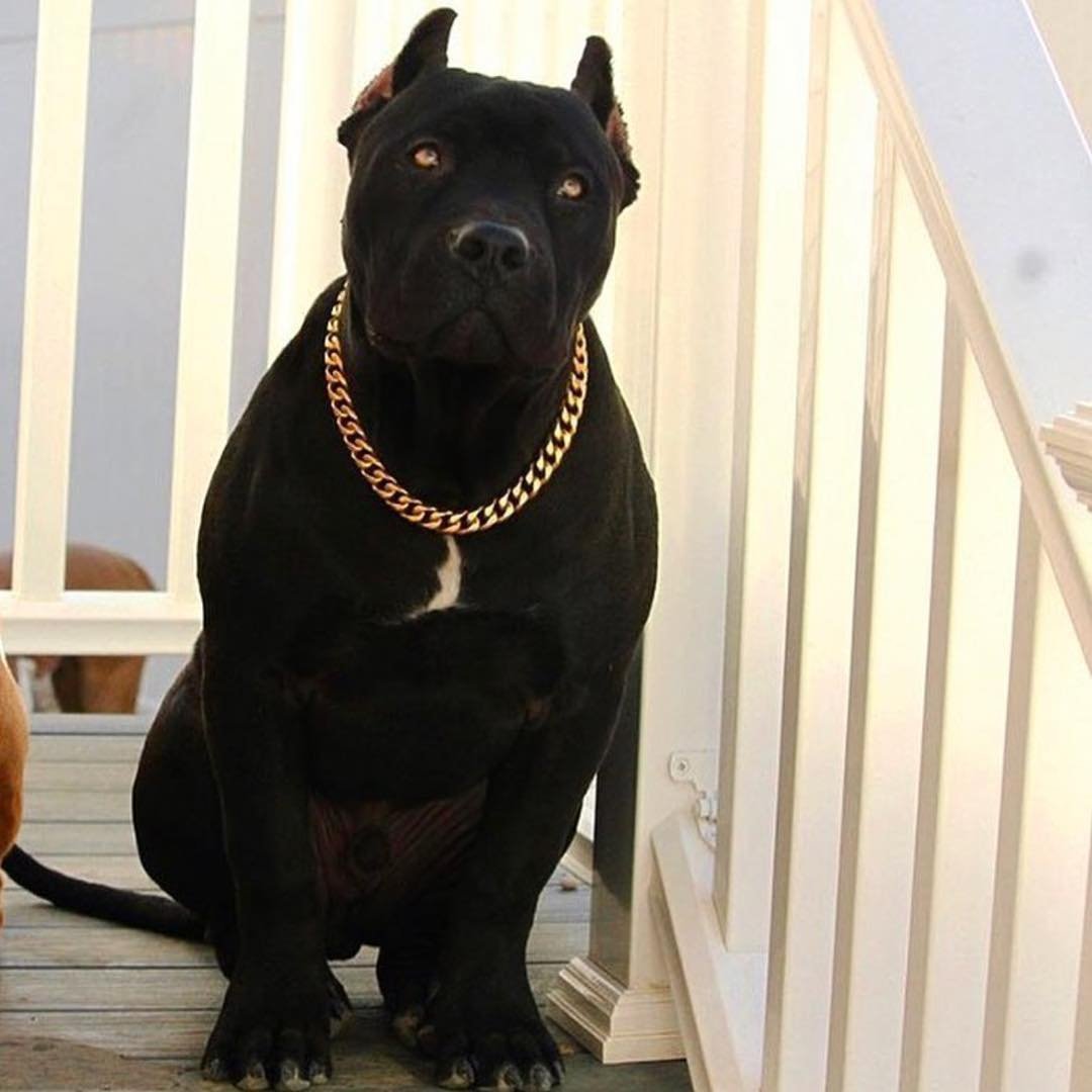 Американский питбуль черный