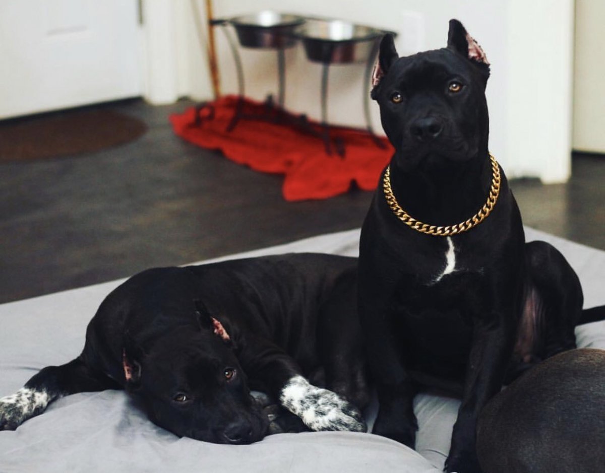 Карликовый стаффордширский терьер