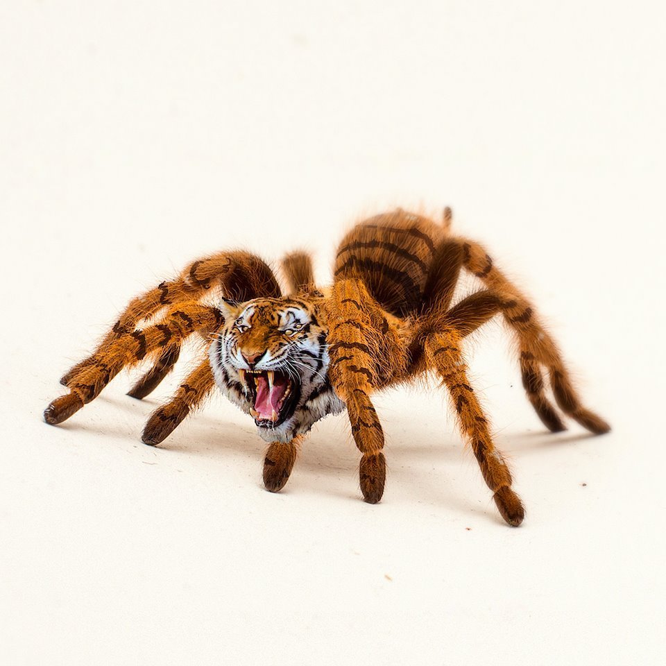 Как выглядит паук