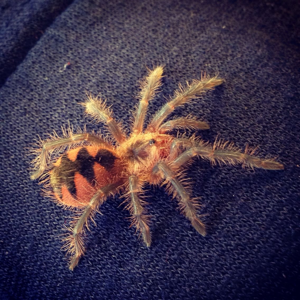 Kukulcania hibernalis