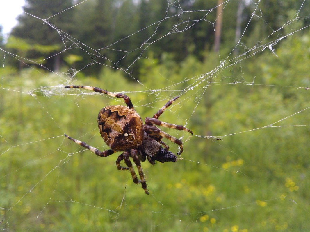 Паук волк Краснодарский