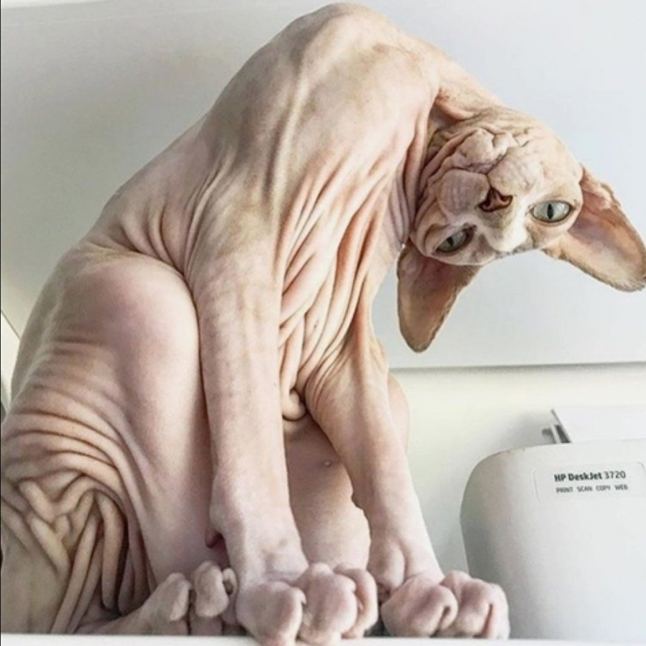 Кот сфинкс демотиватор