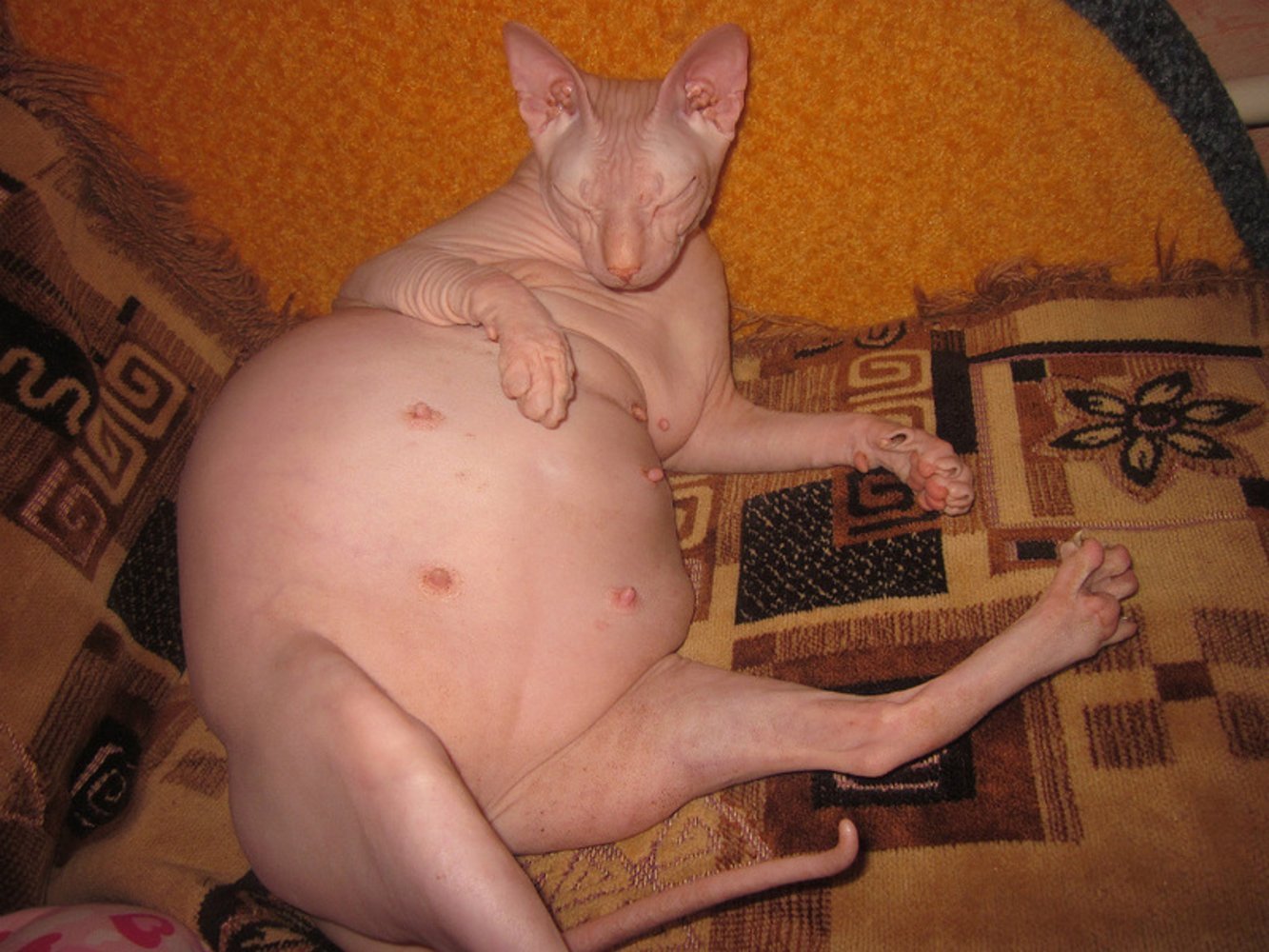 Жирный кот сфинкс - 75 фото