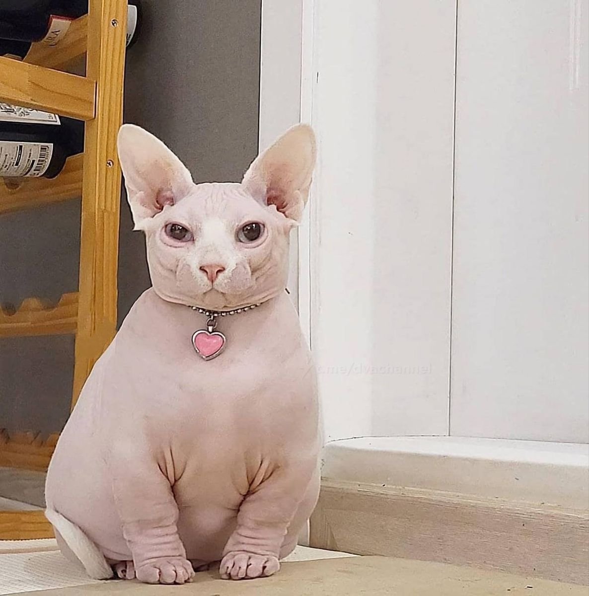 Пухлый сфинкс