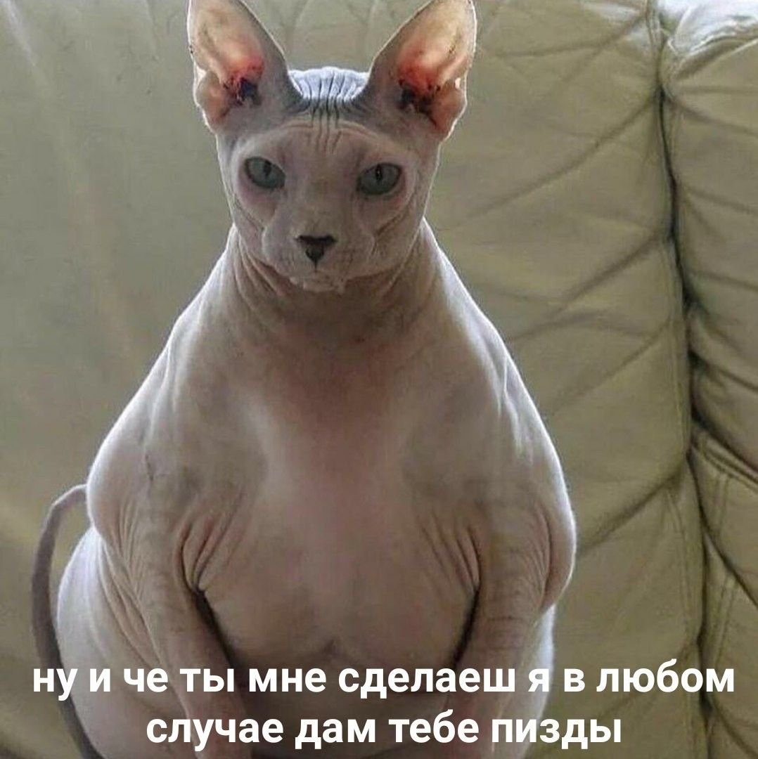 Жирный сфинксов