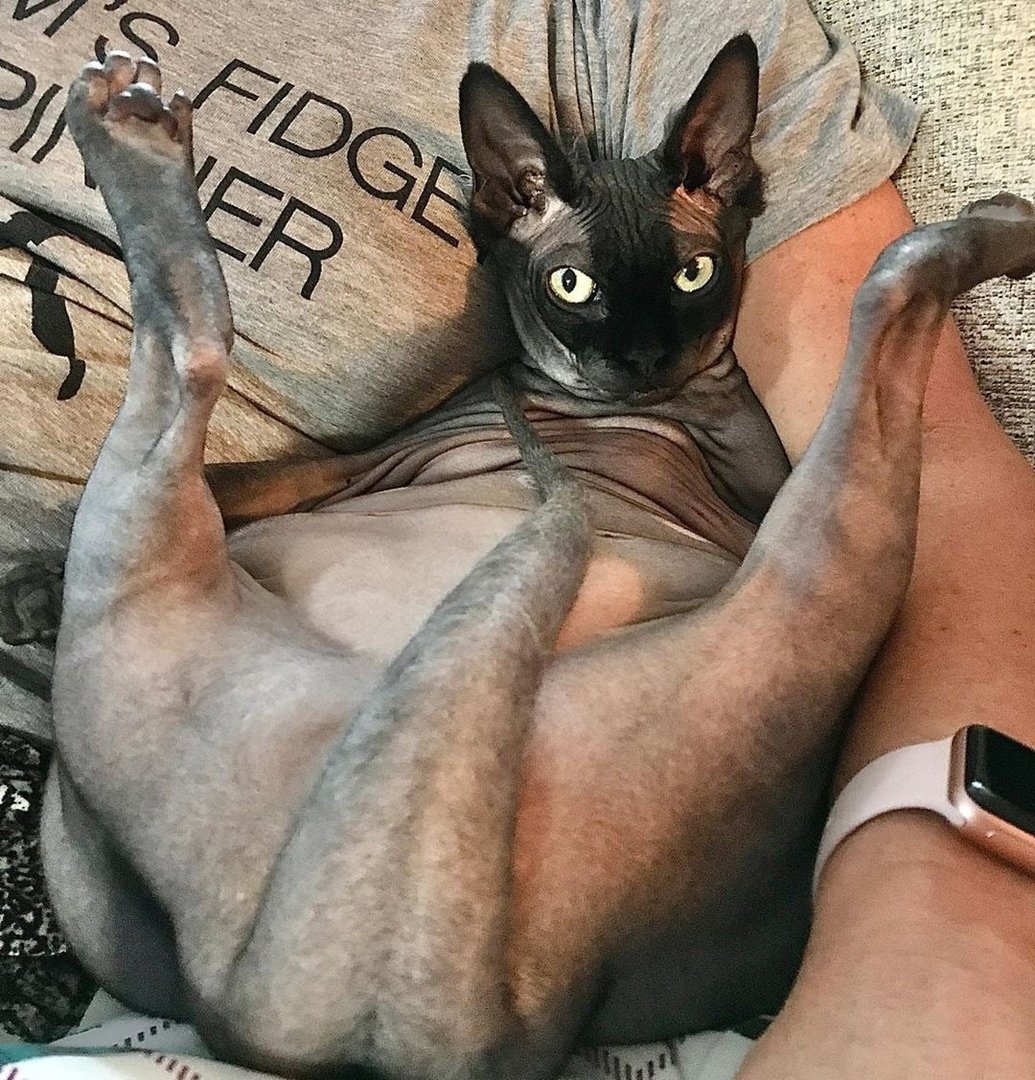 Селфи со Сфинксом