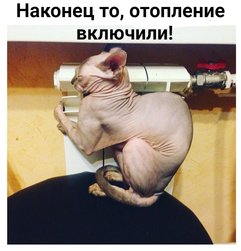 Донской сфинкс упитанный