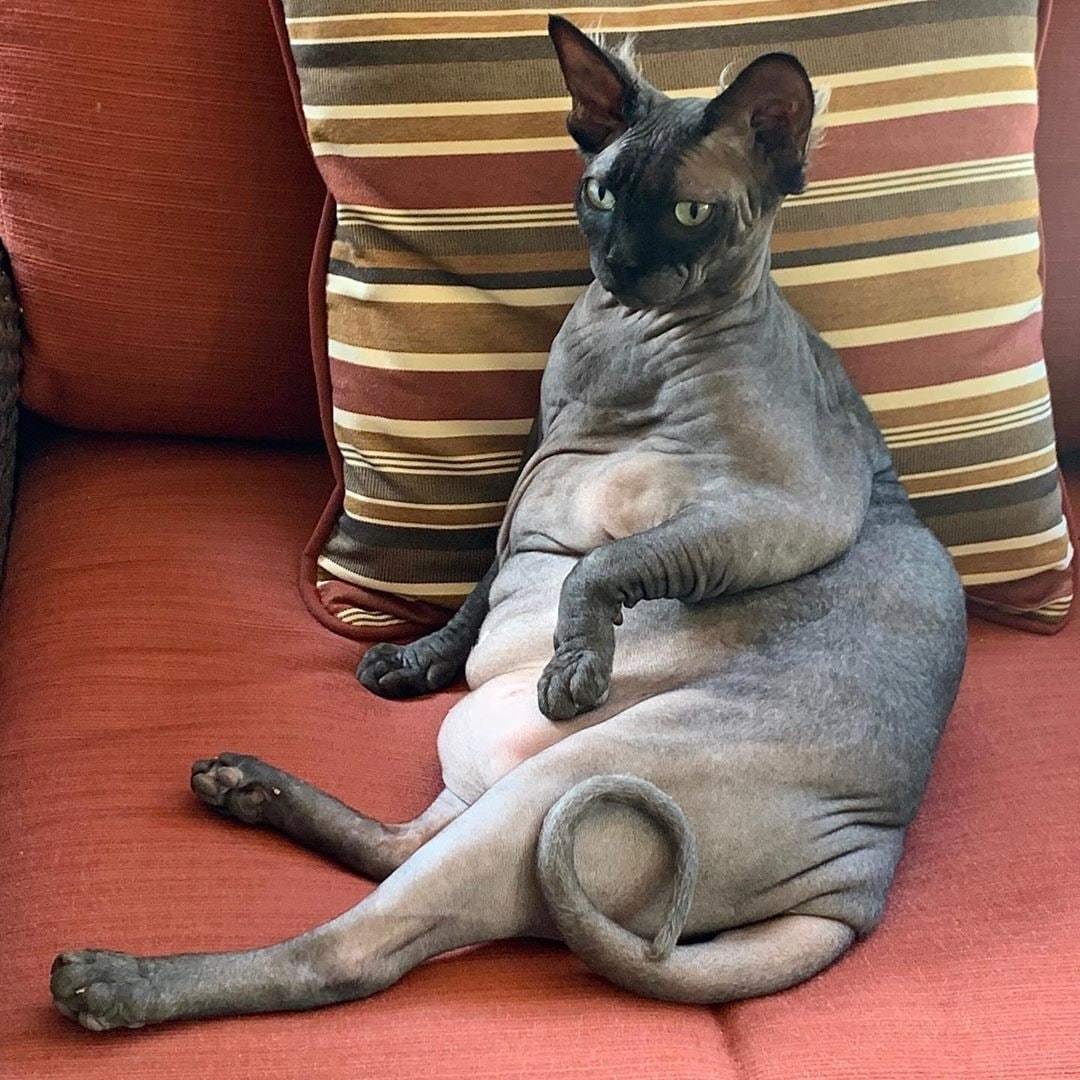 Кот в позе сфинкса