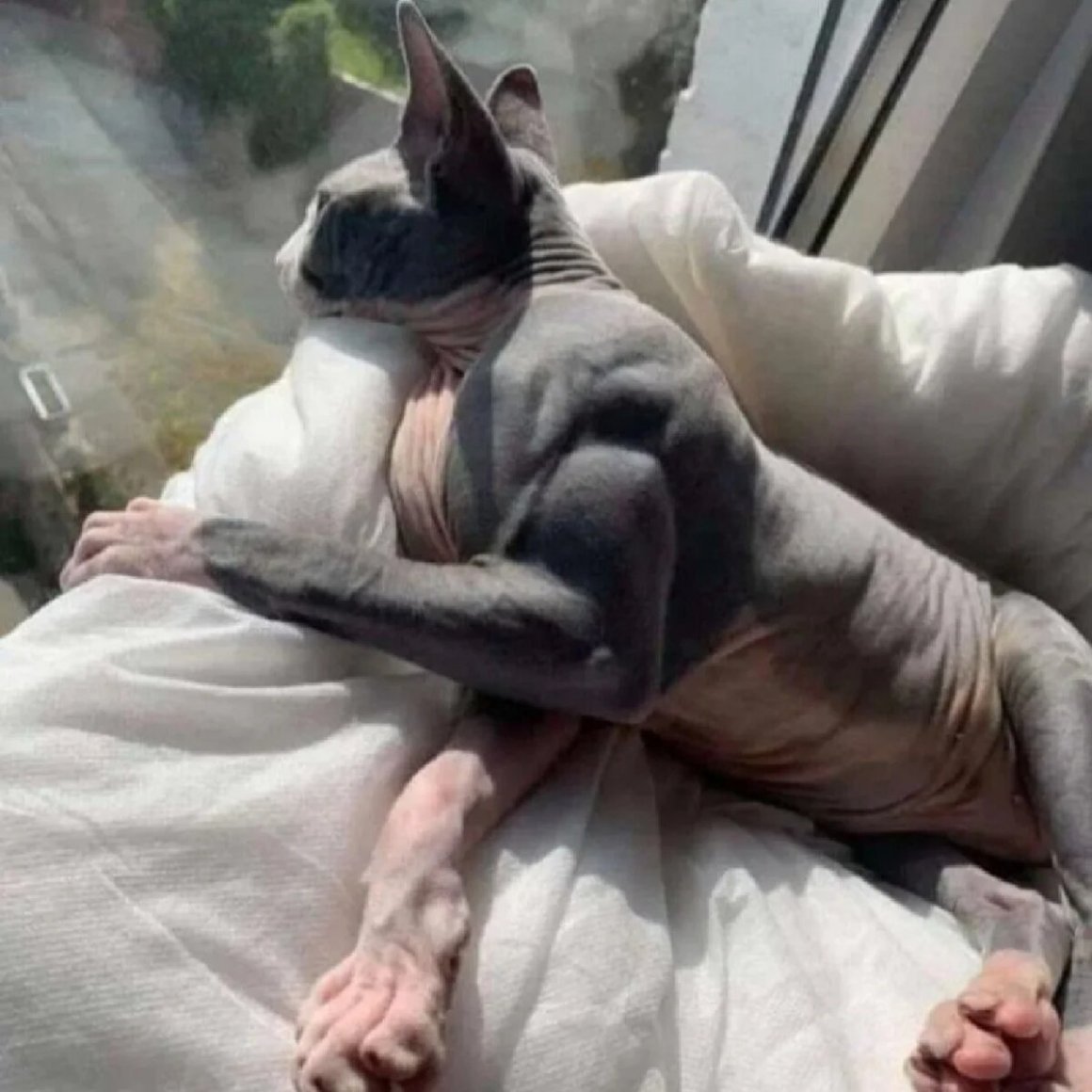 Жирный кот сфинкс