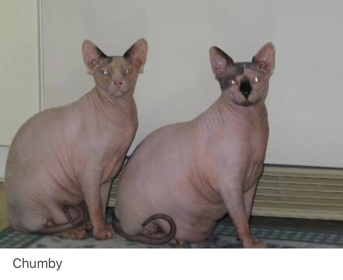 Канадский сфинкс и толстый кот