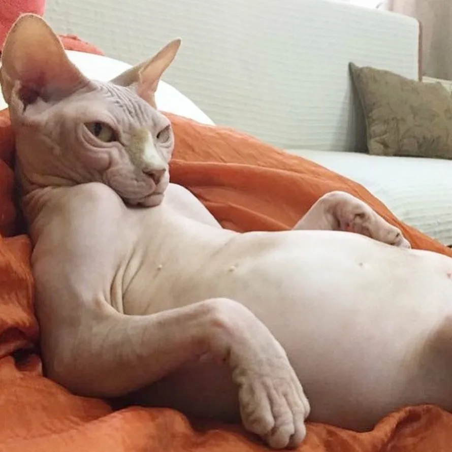 Кот сфинкс лежит