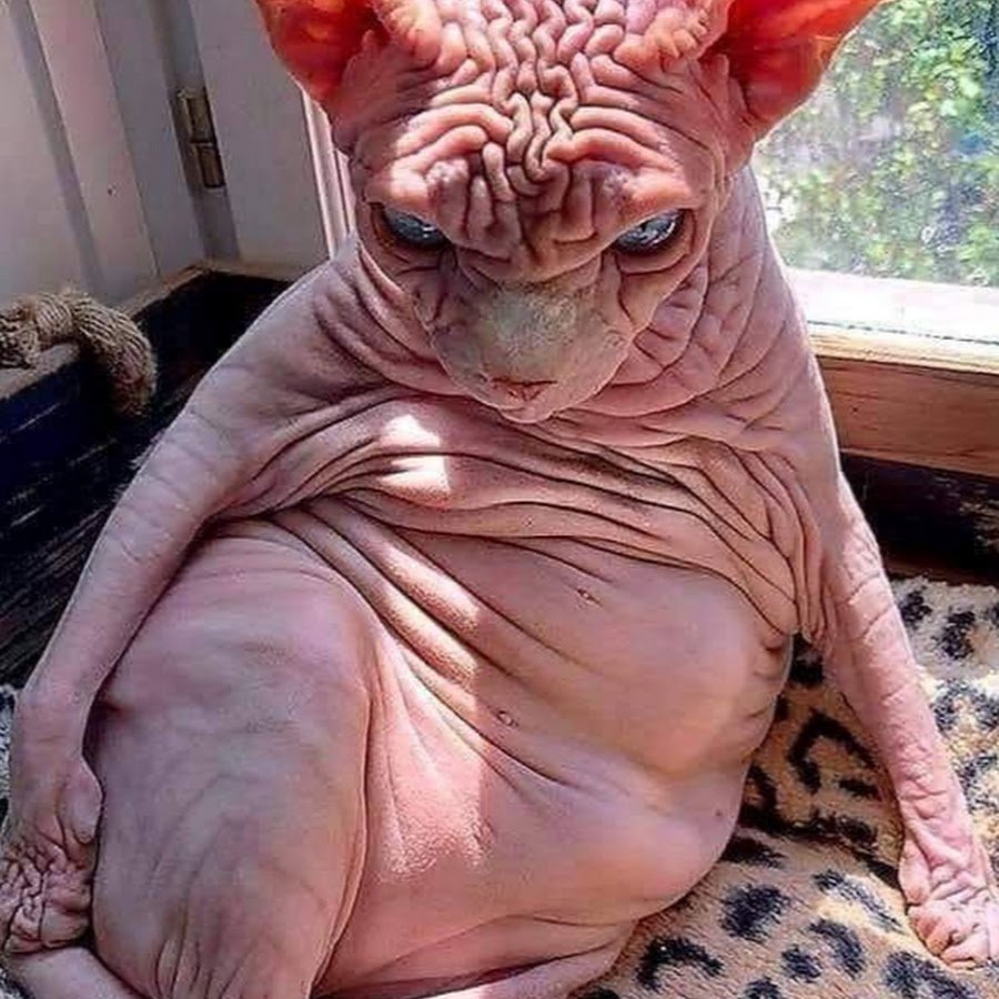 Толстый лысый кот