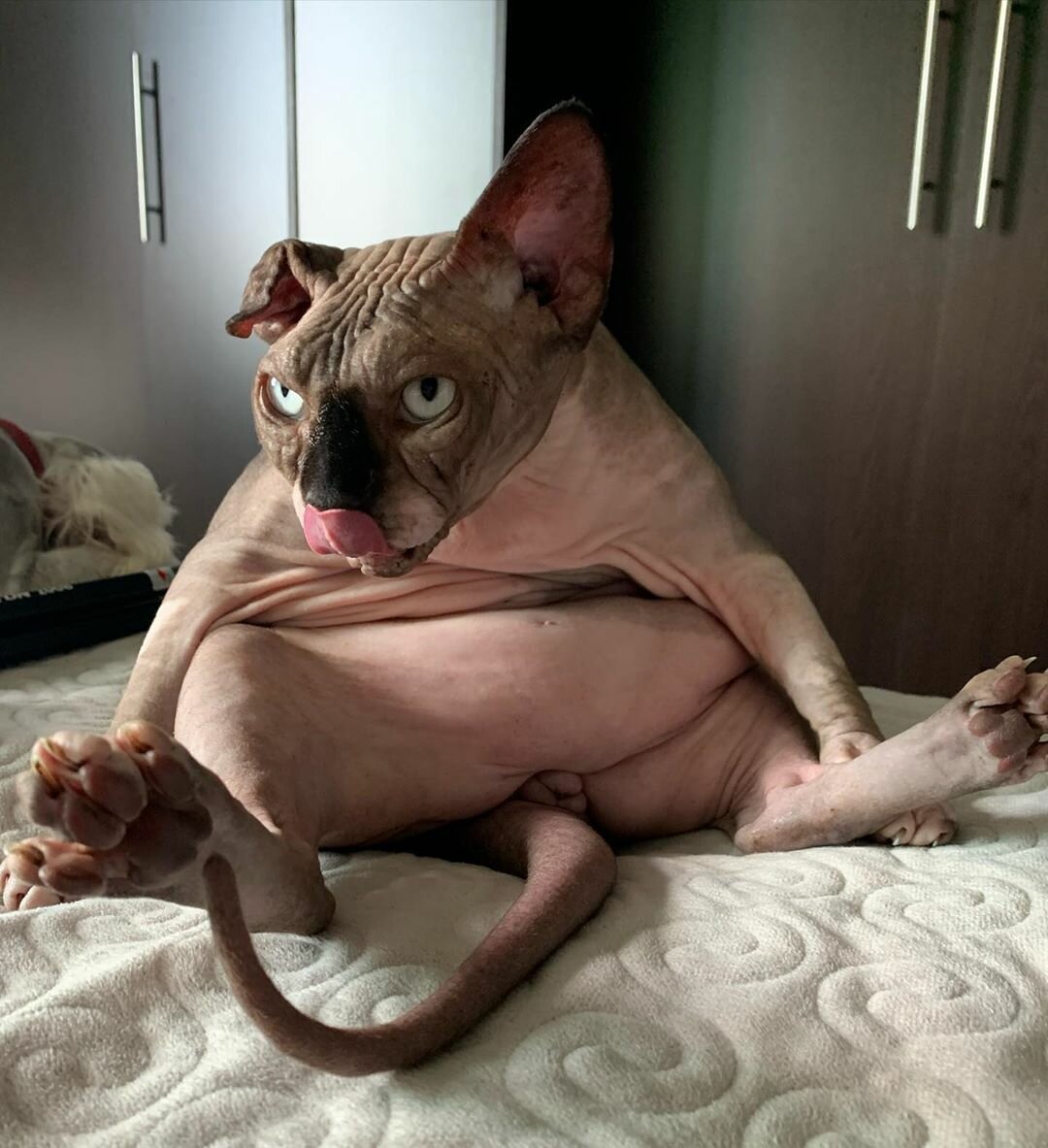 Забавные сфинксы