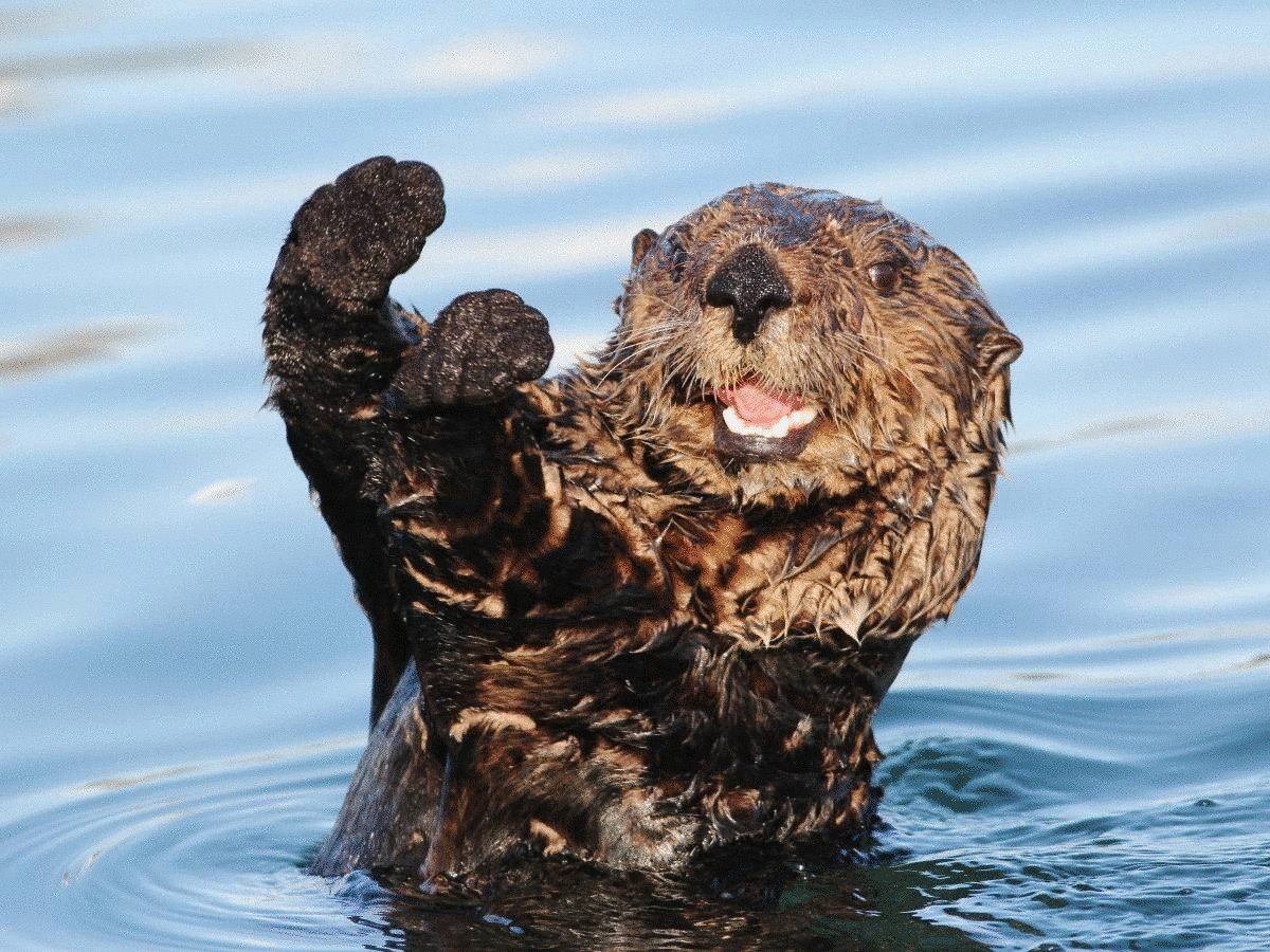 Морская выдра калан
