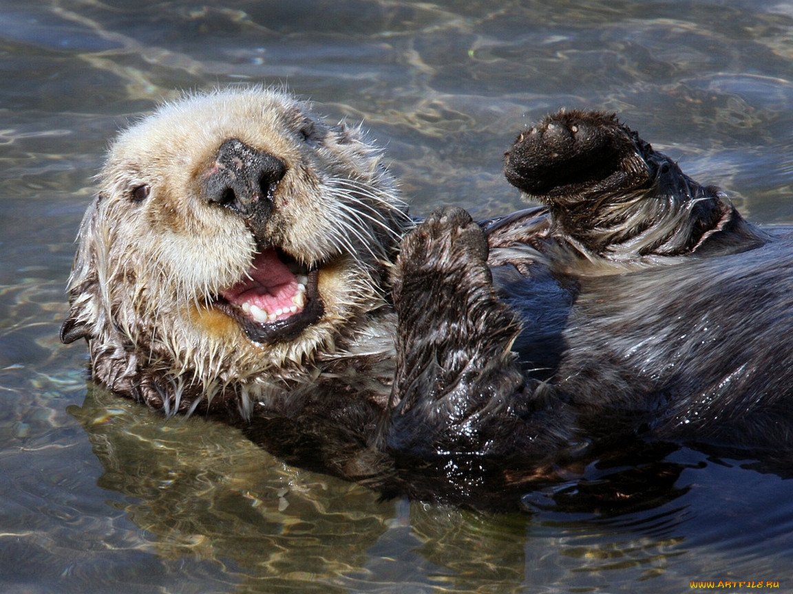 Звери обнимаются