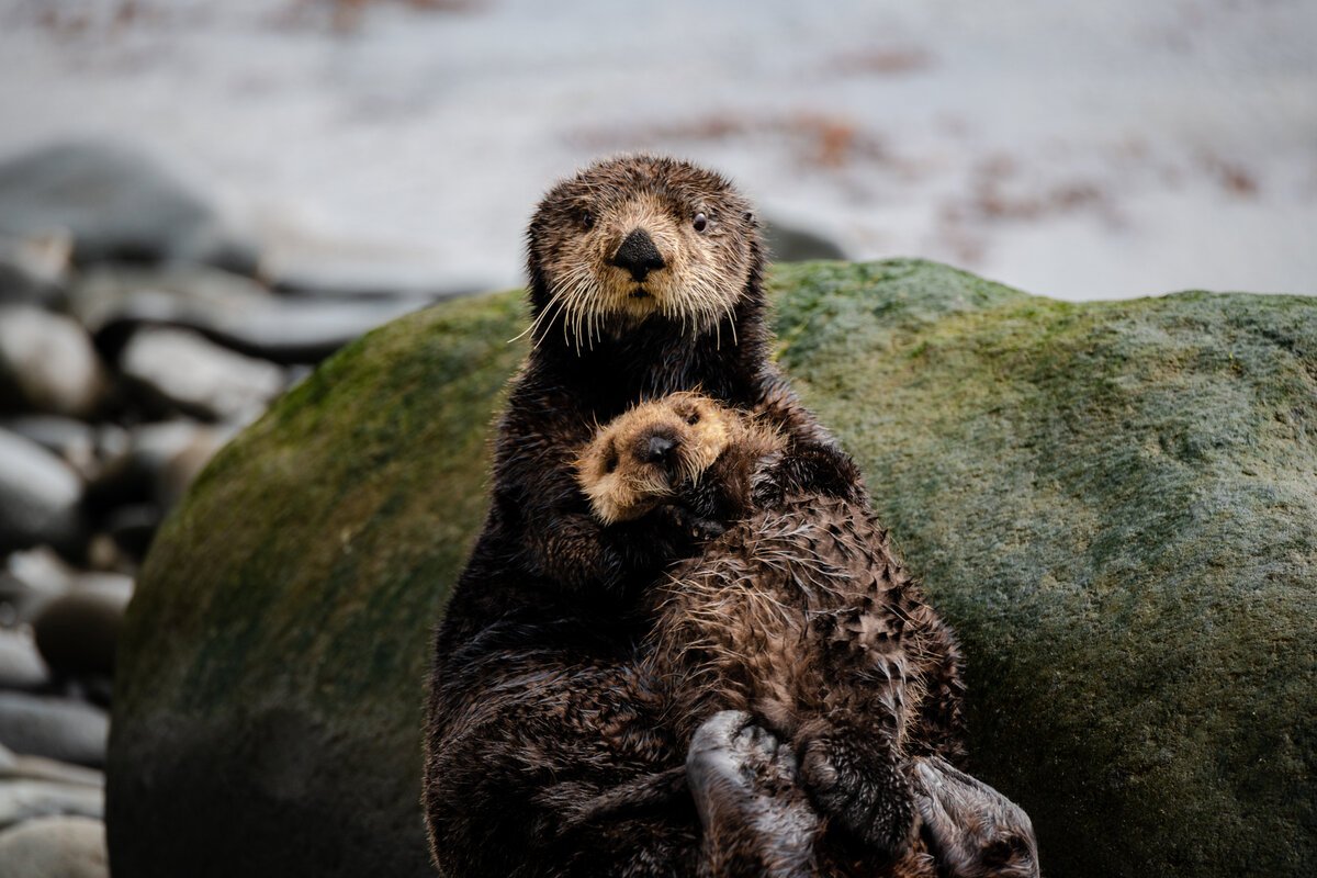 Командорский заповедник калан