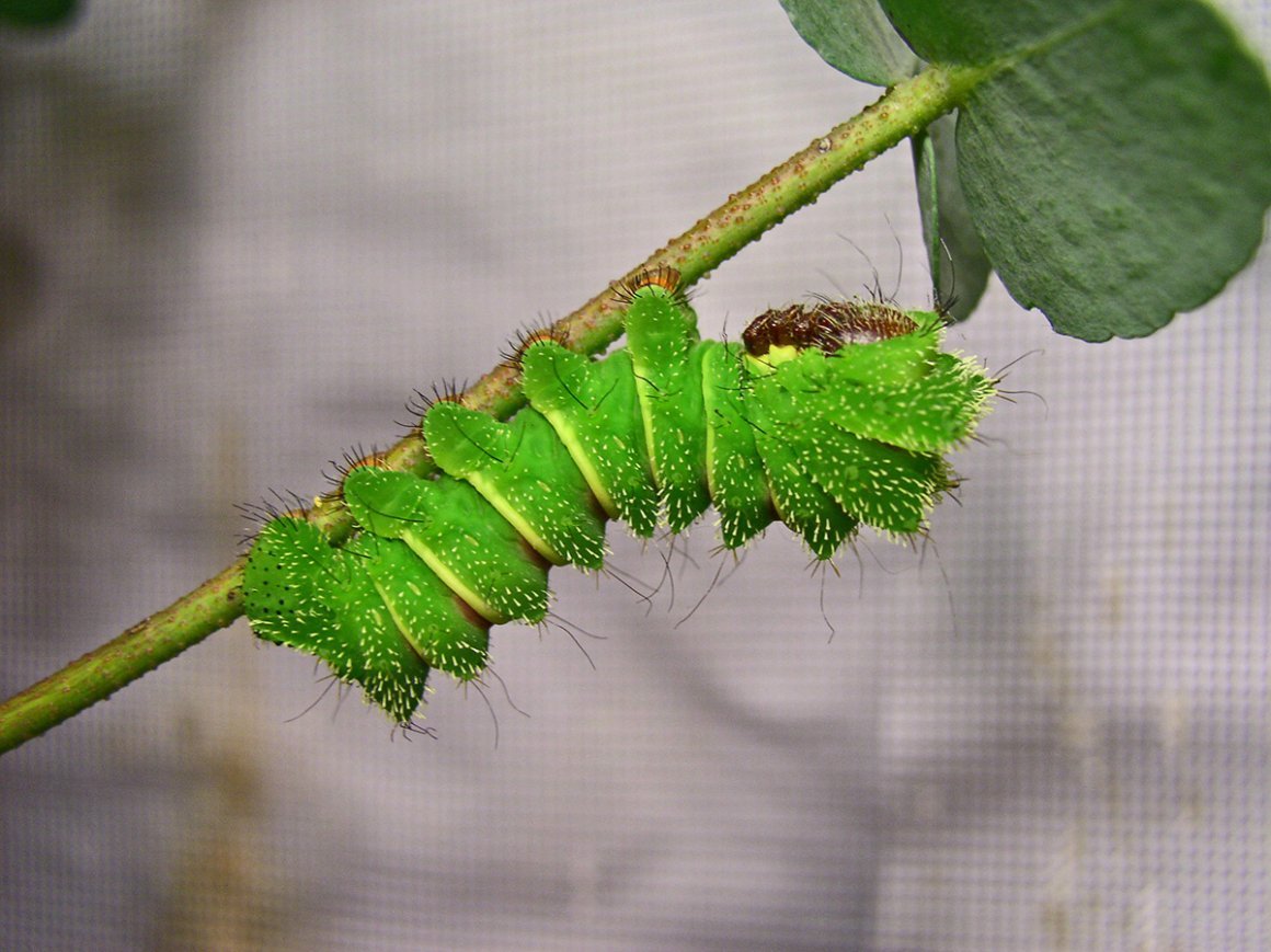 Гусеница волосатик