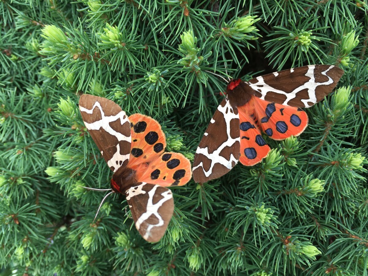 Гусеница бабочки Carthaea saturnioides