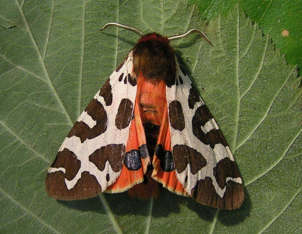 Phragmatobia fuliginosa гусеница