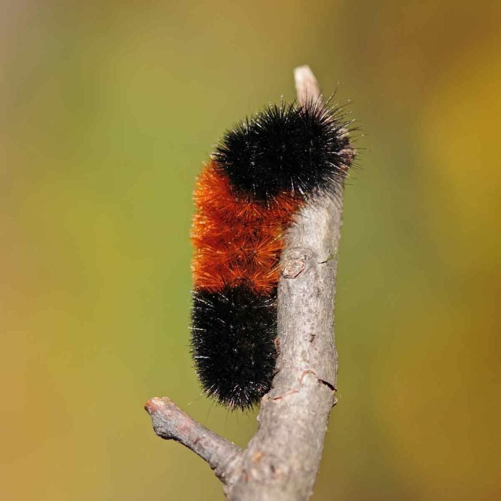 Уссурийский толстотел гусеница