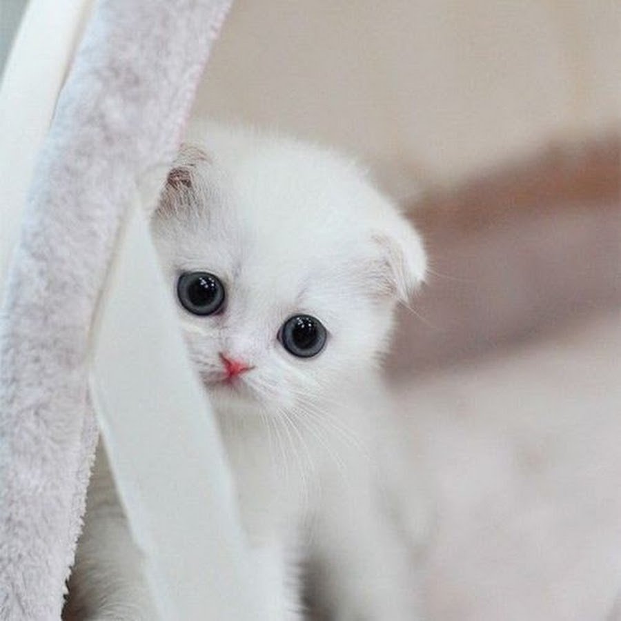 белый котенок картинки