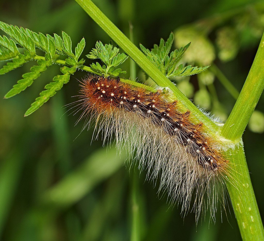 Гусеница бабочки Медведица-Кайя