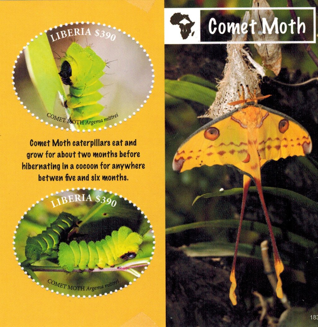 Мохнатая гусеница Оксана Онисимова