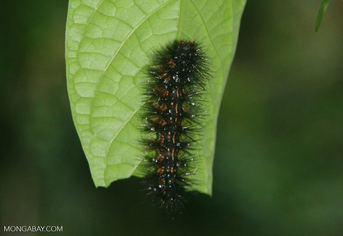 Гусеница медведицы Гикори