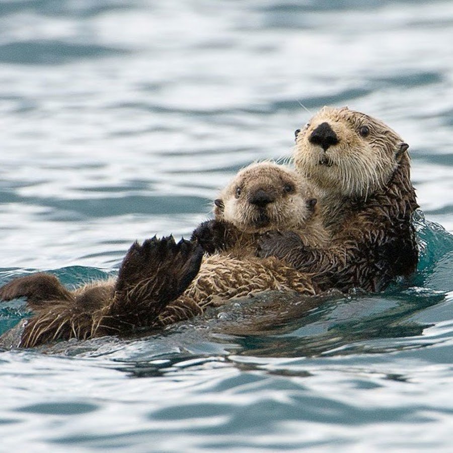 Северный калан