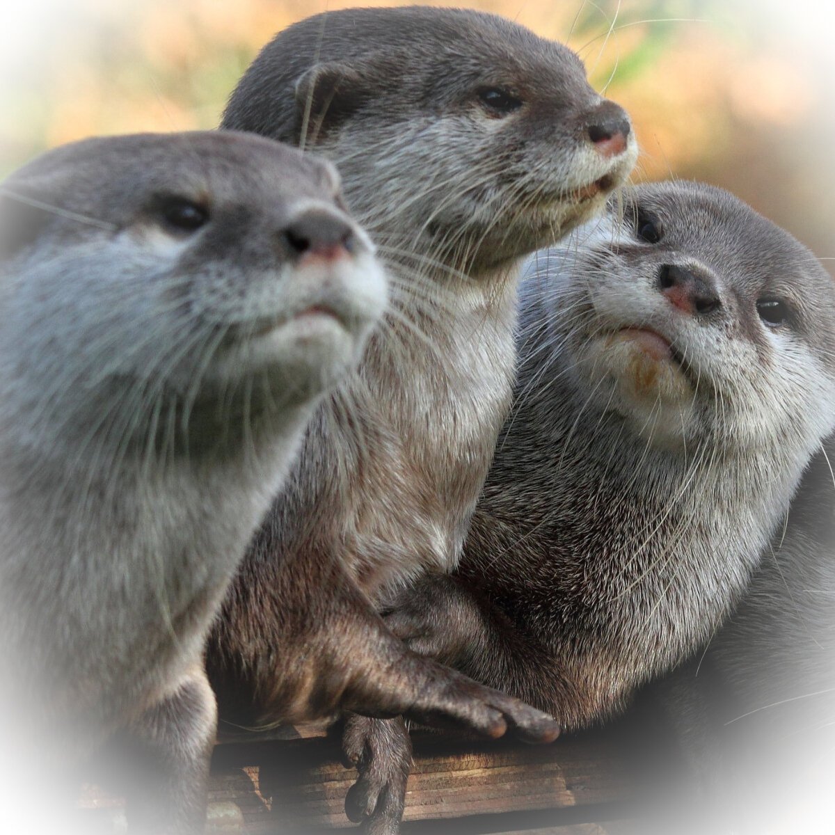 Азиатская бескоготная выдра