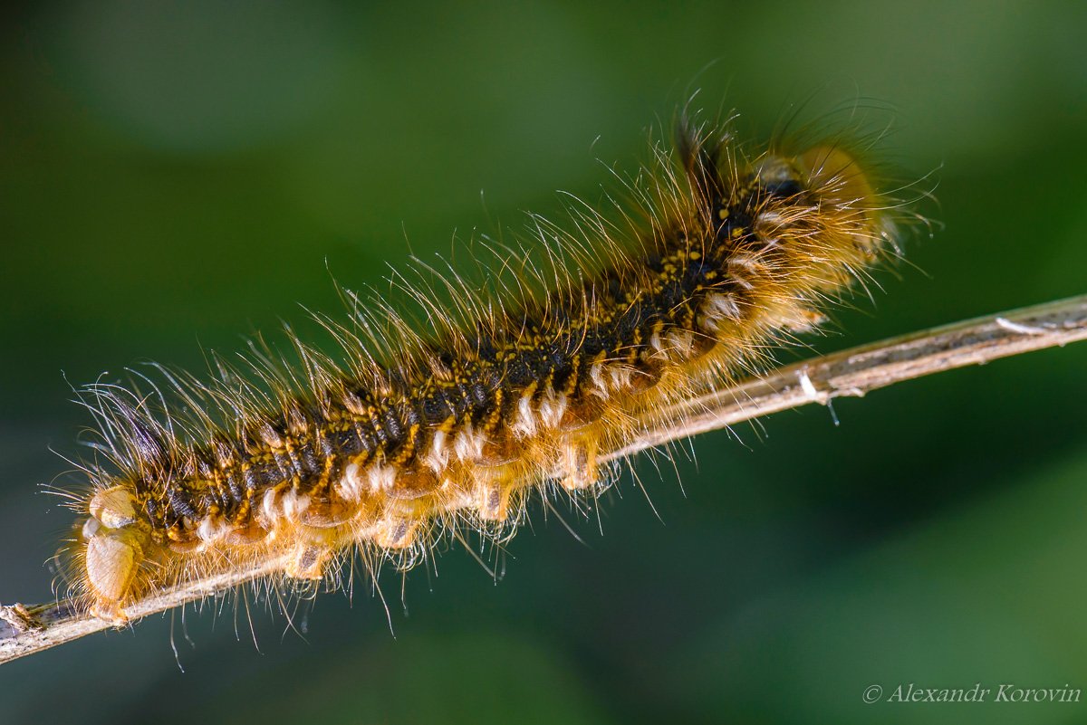 Медведица Кайя гусеница