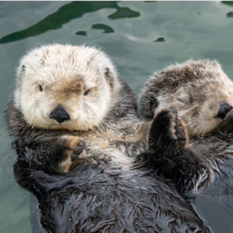 Выдра Речная