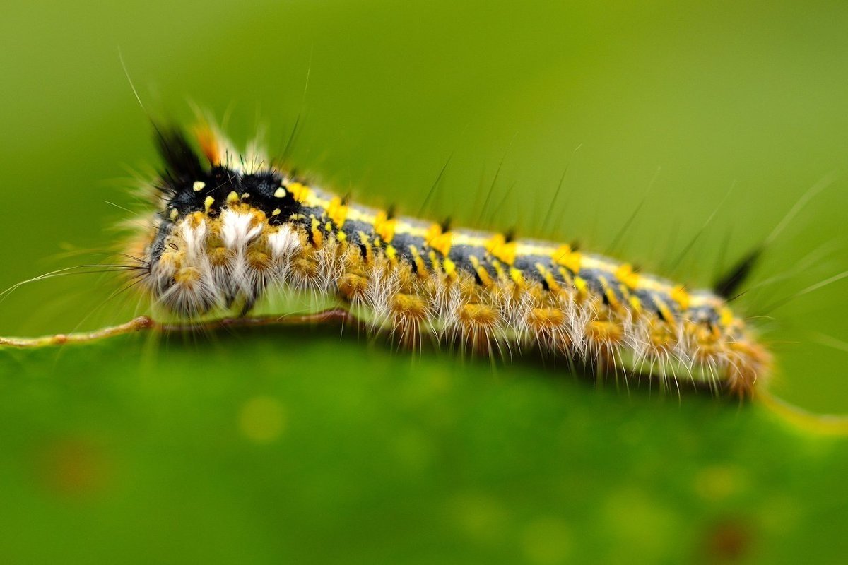 Мохнатая гусеница Кайя
