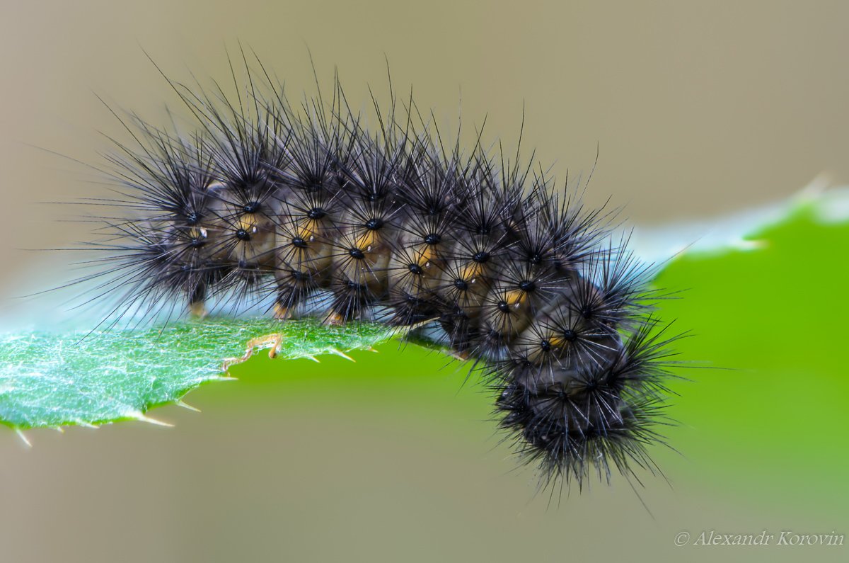 Медведица Кайя бабочка самка