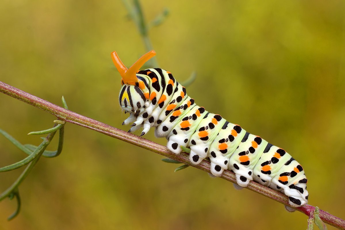 Медведица Кайя гусеница