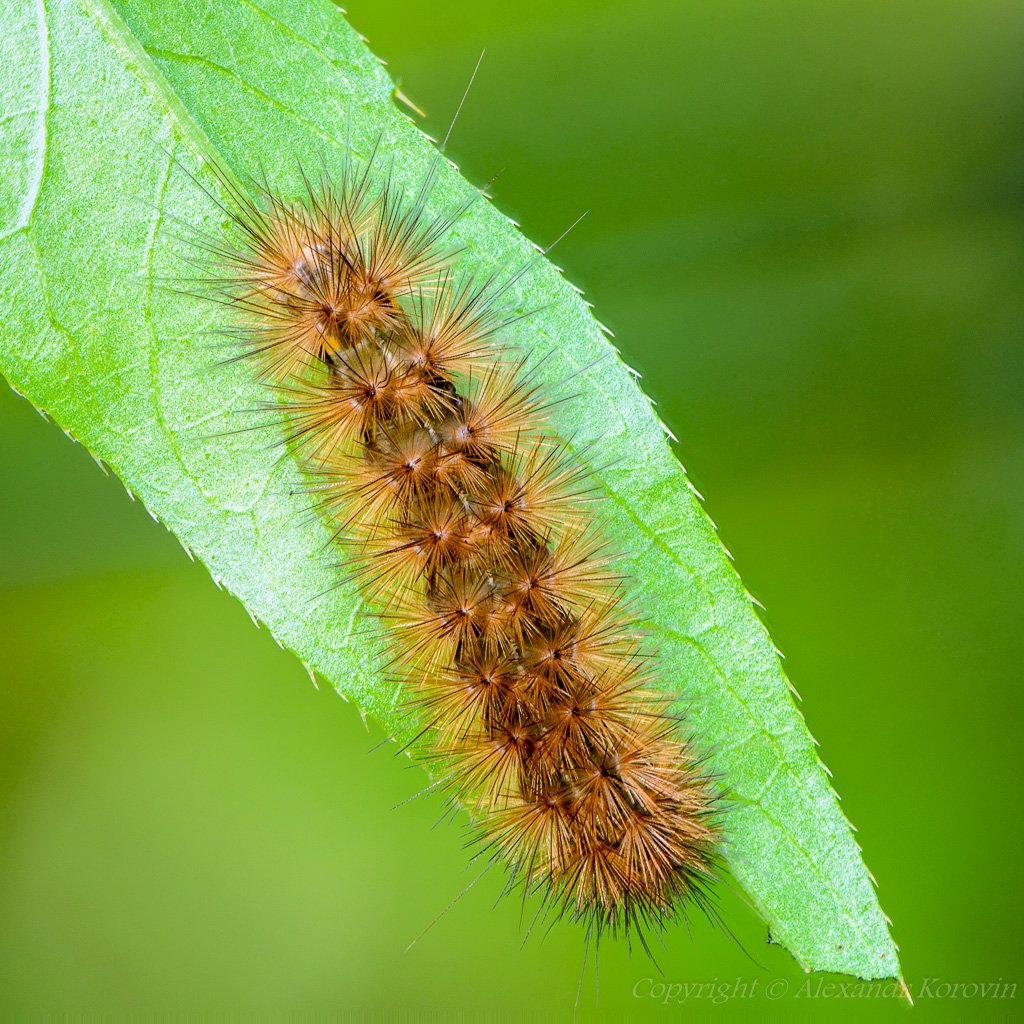 Медведица толстянка бурая гусеница